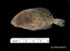 Juvenile Paralichthys dentatus - summer flounder, SEAMAP collections